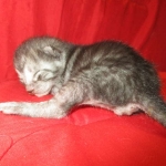 Mau, Smoke, Male DOB 4-30-18