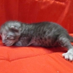Mau, Smoke, Male DOB 4-30-18