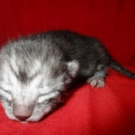 Mau, Smoke, Male DOB 4-30-18