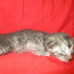 Mau, Smoke, Male DOB 4-30-18