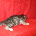 Mau, Smoke, Male DOB 4-30-18