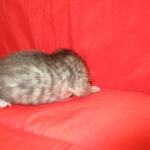 Mau, Smoke, Male DOB 4-30-18