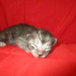 Mau, Smoke, Male DOB 4-30-18