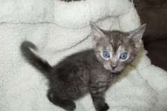 Shinny, Mau, smoke male DOB 2-2-18