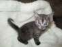 Shinny, Mau, smoke male DOB 2-2-18