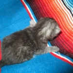 Mau, Smoke Male DOB 2-2-18