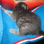 Mau, Smoke Male DOB 2-2-18