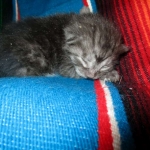 Mau, Smoke Male DOB 2-2-18