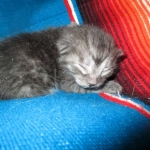 Mau, Smoke Male DOB 2-2-18