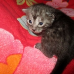 Mau, Smoke Male DOB 2-2-18