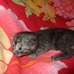 Mau, Smoke Male DOB 2-2-18