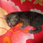 Mau, Smoke Male DOB 2-2-18