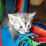 Shinny, Mau, Smoke Male DOB 2-2-18