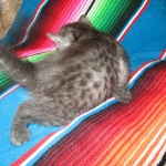 Shinny, Mau, Smoke Male DOB 2-2-18