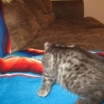 Shinny, Mau, Smoke Male DOB 2-2-18