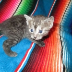 Shinny, Mau, Smoke Male DOB 2-2-18