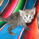 Shinny, Mau, Smoke Male DOB 2-2-18