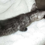 Shinny, Mau, Smoke Male DOB 2-2-18