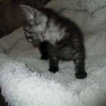 Shinny, Mau, Smoke Male DOB 2-2-18