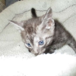 Shinny, Mau, Smoke Male DOB 2-2-18