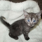 Shinny, Mau, Smoke Male DOB 2-2-18