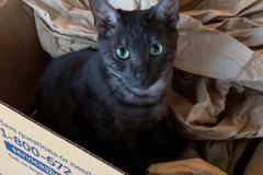 Romeo Mau Smoke Male DOB 4/23/20 No Lockets