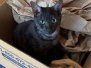 Romeo Mau Smoke Male DOB 4/23/20 No Lockets