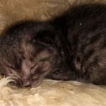 Mau, Smoke, Male, DOB 4-23-20