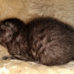 Mau, Smoke, Male, DOB 4-23-20