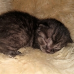 Mau, Smoke, Male, DOB 4-23-20