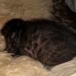 Mau, Smoke, Male, DOB 4-23-20