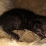 Mau, Smoke, Male, DOB 4-23-20