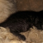 Mau, Smoke, Male, DOB 4-23-20