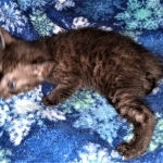 Romeo, Mau, Smoke, Male, DOB 4-23-20