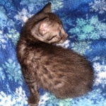 Romeo, Mau, Smoke, Male, DOB 4-23-20