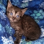 Romeo, Mau, Smoke, Male, DOB 4-23-20