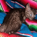 Romeo, Mau, Smoke, Male, DOB 4-23-20