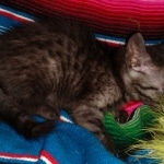 Romeo, Mau, Smoke, Male, DOB 4-23-20