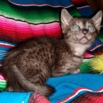 Romeo, Mau, Smoke, Male, DOB 4-23-20