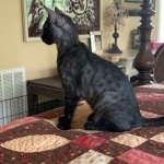 Romeo, Mau, Smoke, Male, DOB 4-23-20