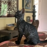 Romeo, Mau, Smoke, Male, DOB 4-23-20