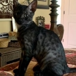 Romeo, Mau, Smoke, Male, DOB 4-23-20