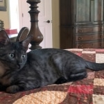 Romeo, Mau, Smoke, Male, DOB 4-23-20