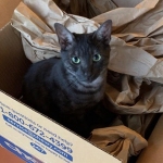 Romeo, Mau, Smoke, Male, DOB 4-23-20