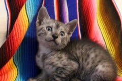 Nibbler (Nibs). Mau Smoke Male DOB 7-2-18