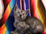 Nibbler (Nibs). Mau Smoke Male DOB 7-2-18