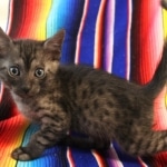 Mau, Smoke, Male, DOB 7-2-18