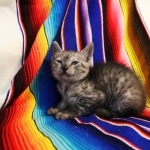 Mau, Smoke, Male, DOB 7-2-18