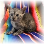 Mau, Smoke, Male, DOB 7-2-18