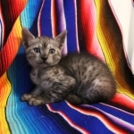 Mau, Smoke, Male, DOB 7-2-18